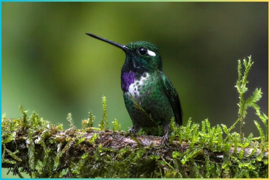 10 Most Beautiful Hummingbirds on Earth – Birdfy