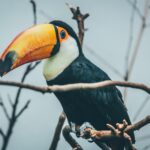 10 Types Of Birds With The Largest Beaks – Birdfy