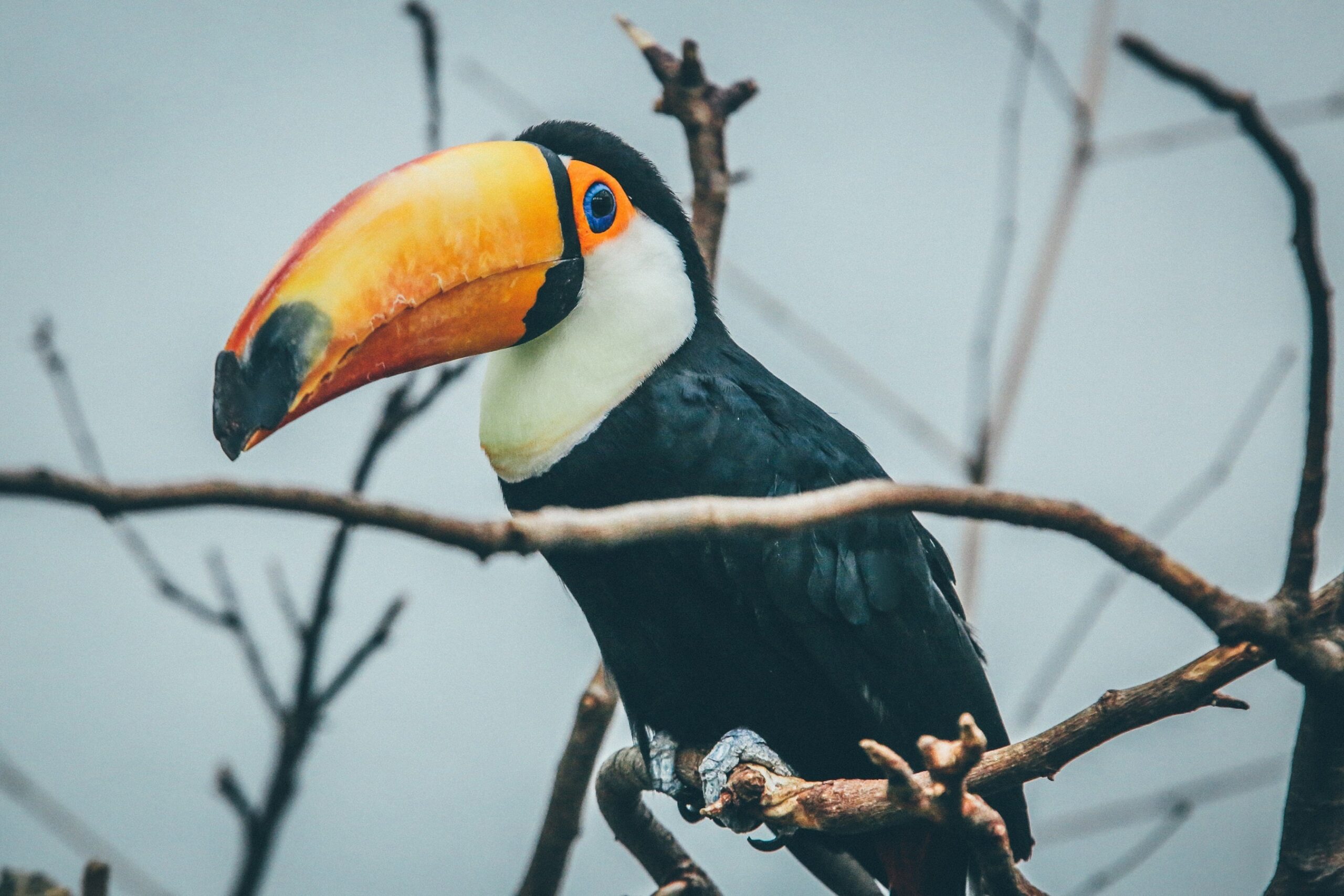 10 Types Of Birds With The Largest Beaks – Birdfy