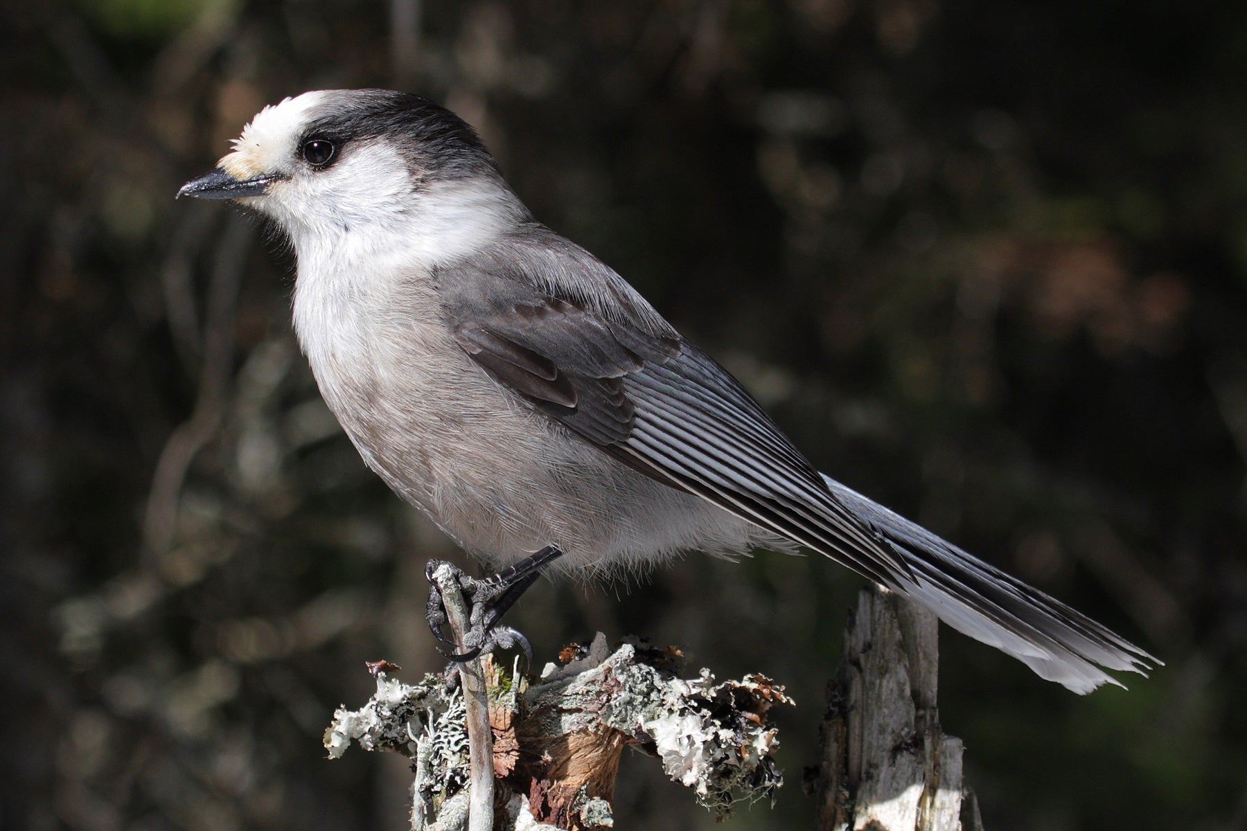 12 Fulfilling Particulars About Gray Jays- Canada Jays – Birdfy