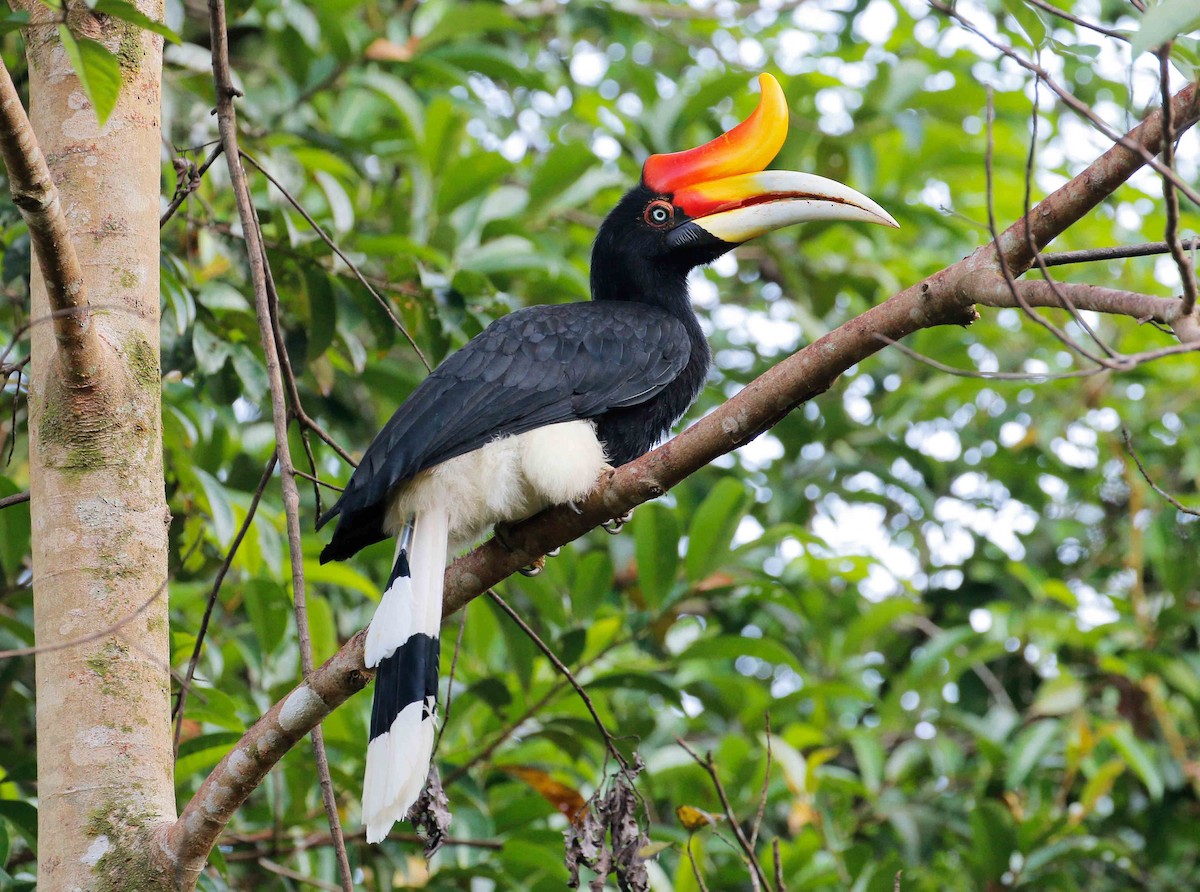 Rhinoceros Hornbill - eBird