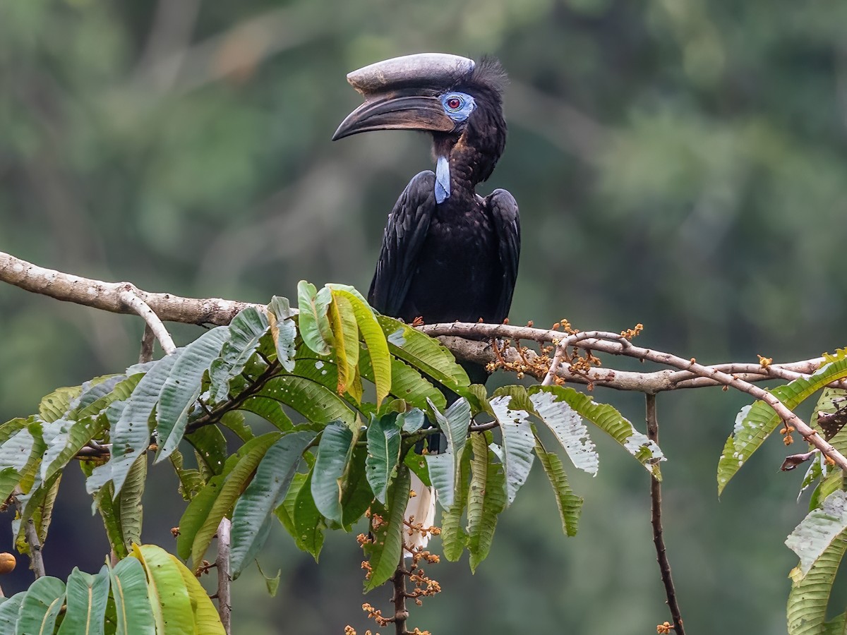 Black-casqued Hornbill - Ceratogymna atrata - Birds of the World