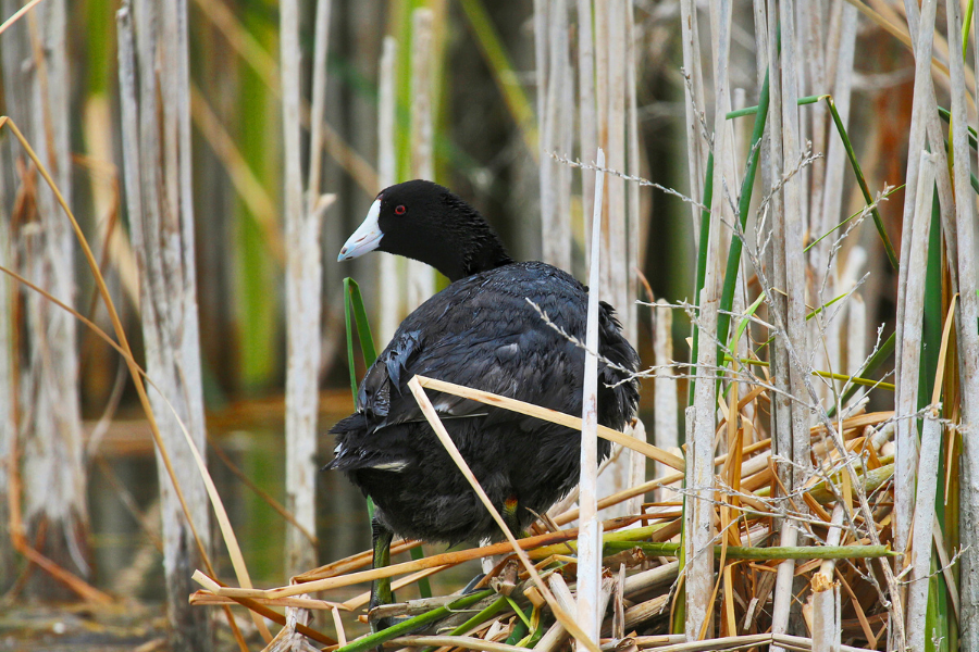 American coot to nest