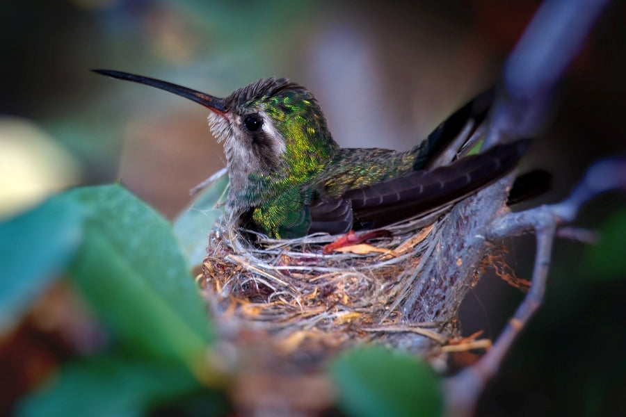 Hummingbird