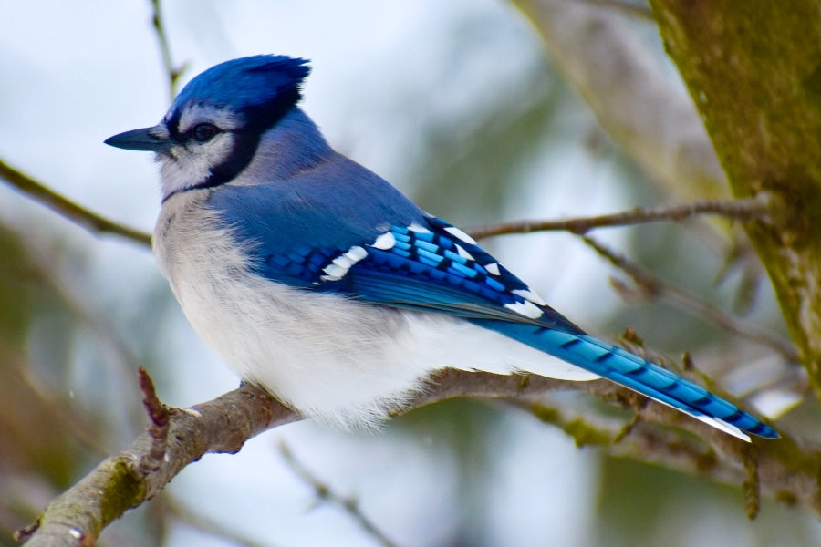 Blue Jay