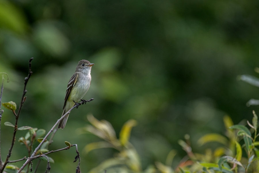 Alder Flycatchers