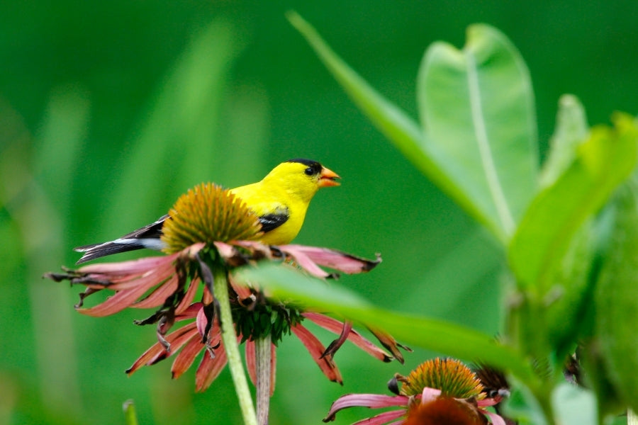 Goldfinch