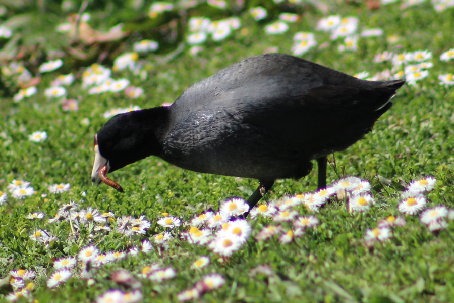 American Coot Catching a Worm