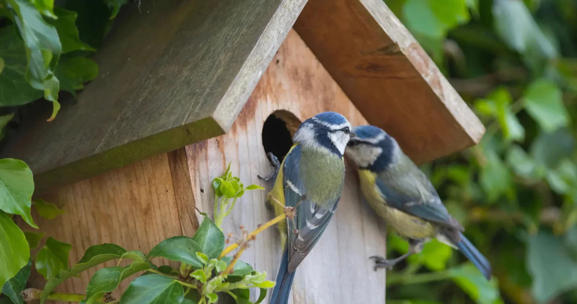 Bird Boxes – Garden Wildlife