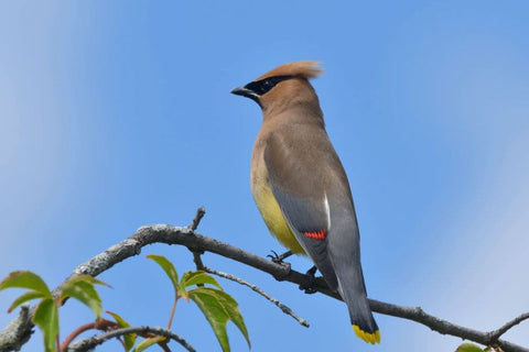 Cedar waxwing
