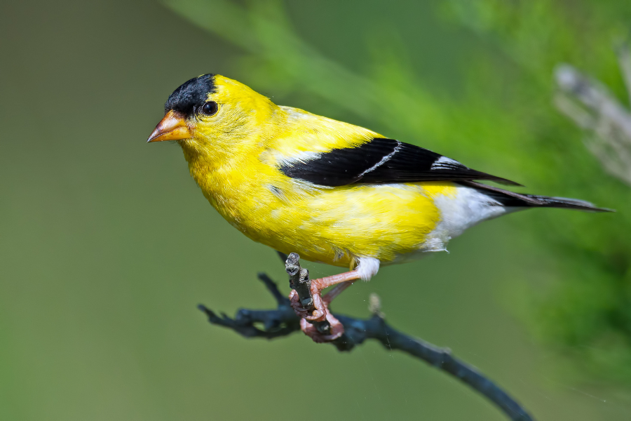 Goldfinch