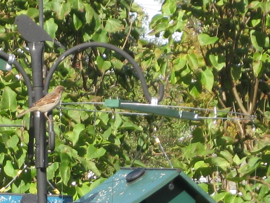 Magic Halo For Bird Feeders: Test Case: Year-Round Feeding