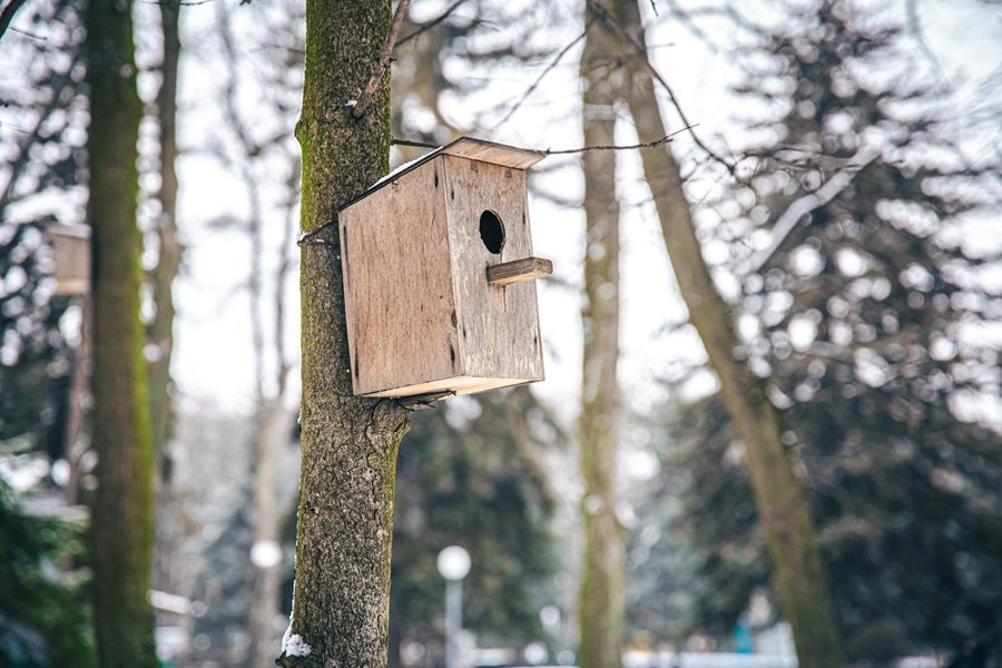 How Giant Should A Rooster Nesting Area Hole Be? – Birdfy