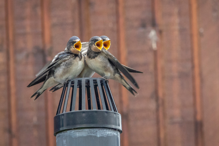 How To Decide Yard Rooster Fledglings? – Birdfy