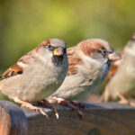 How To Protect Residence Sparrows At Chook Feeders? – Birdfy