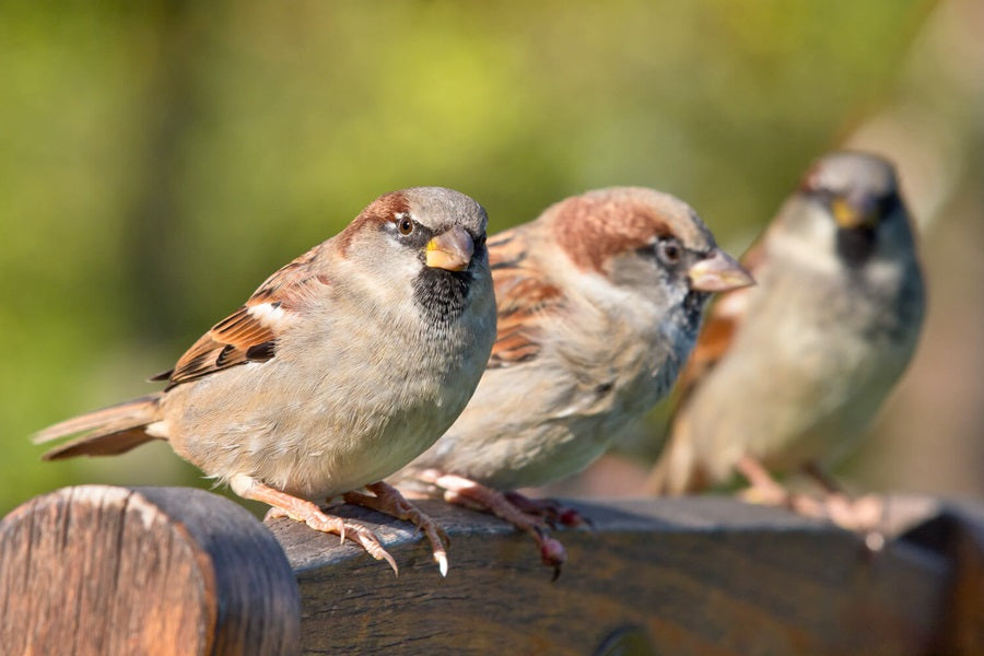 How To Protect Residence Sparrows At Chook Feeders? – Birdfy