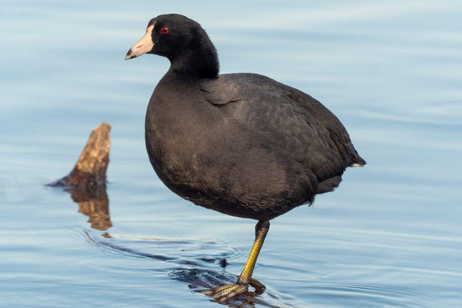 What Is The Black Chook With A White Beak? – Birdfy