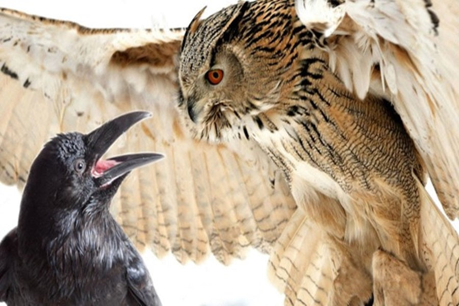 Why Good Horned Owls And Crows Hate Each Totally different? – Birdfy