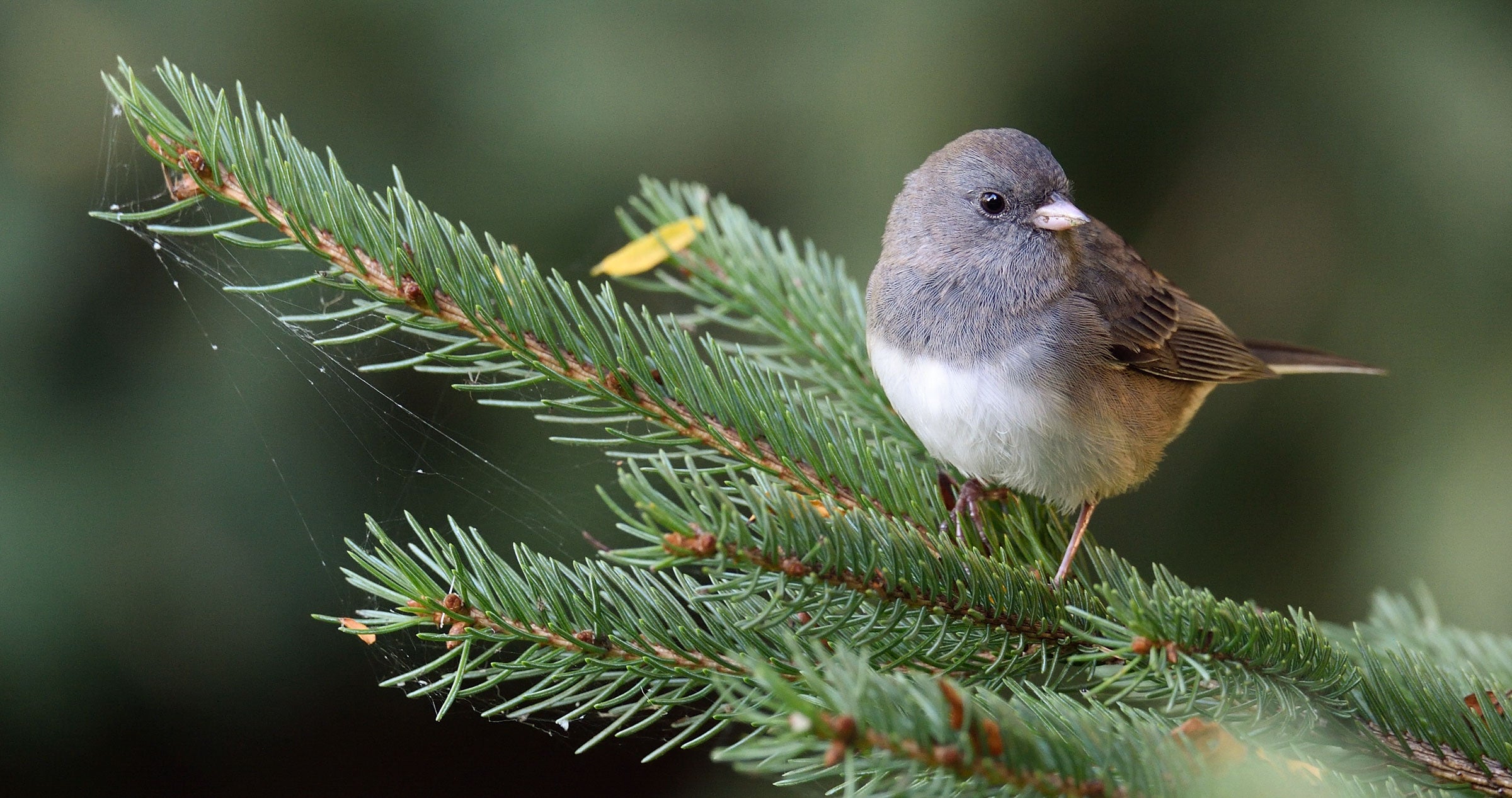 Dark-eyed Junco | Audubon Field Guide