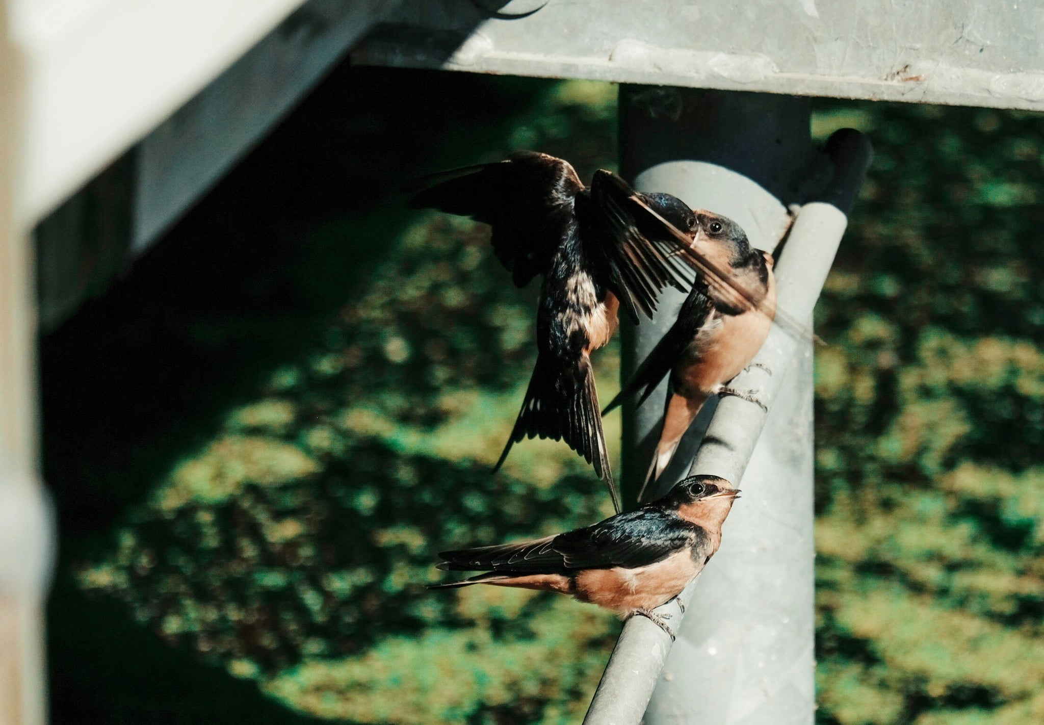 Birds Behaviors